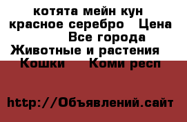 котята мейн кун, красное серебро › Цена ­ 30 - Все города Животные и растения » Кошки   . Коми респ.